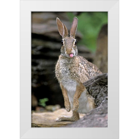 TX, Wild desert cottontail rabbit with tongue out White Modern Wood Framed Art Print by Welling, Dave