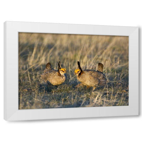 TX, Wild lesser prairie chicken males on lek White Modern Wood Framed Art Print by Welling, Dave