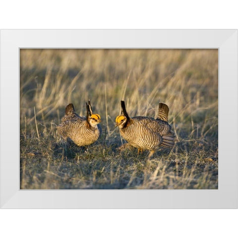 TX, Wild lesser prairie chicken males on lek White Modern Wood Framed Art Print by Welling, Dave