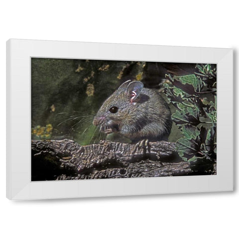 Texas, McAllen Wild deer mouse eating on log White Modern Wood Framed Art Print by Welling, Dave