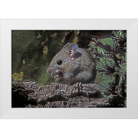 Texas, McAllen Wild deer mouse eating on log White Modern Wood Framed Art Print by Welling, Dave