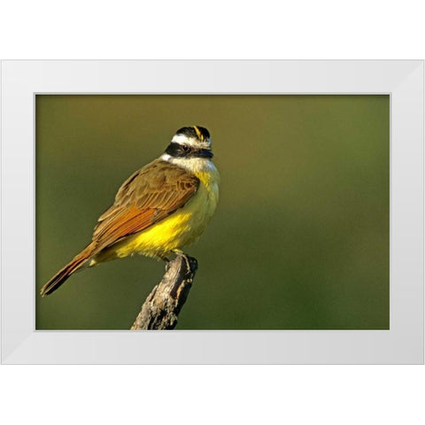 TX, McAllen Greater kiskadee perched on limb White Modern Wood Framed Art Print by Welling, Dave