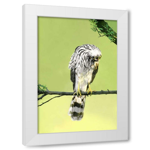 TX, McAllen Wild Coopers hawk with head inverted White Modern Wood Framed Art Print by Welling, Dave