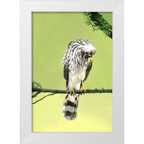 TX, McAllen Wild Coopers hawk with head inverted White Modern Wood Framed Art Print by Welling, Dave