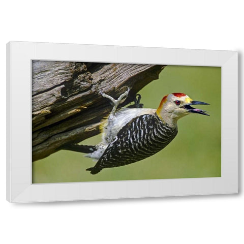 TX, McAllen Gold-fronted woodpecker on log White Modern Wood Framed Art Print by Welling, Dave