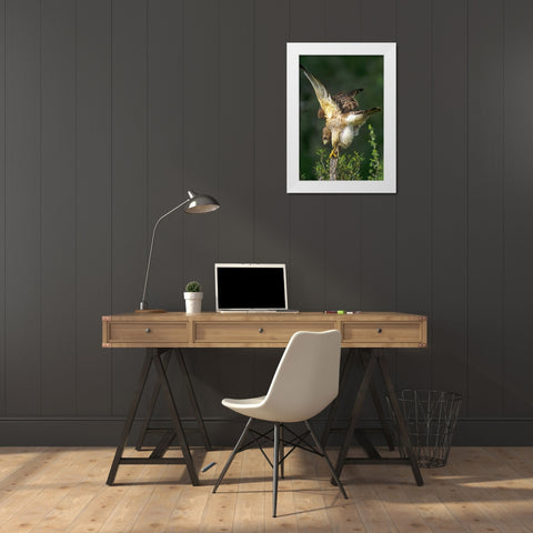 TX, McAllen Wild red-shouldered hawk stretching White Modern Wood Framed Art Print by Welling, Dave