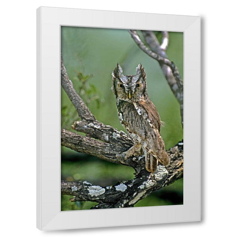 TX, McAllen Eastern screech owl perched White Modern Wood Framed Art Print by Welling, Dave