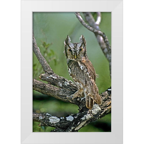 TX, McAllen Eastern screech owl perched White Modern Wood Framed Art Print by Welling, Dave