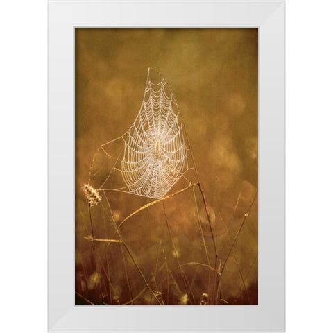 TX, Rio Grande Valley Backlit spider web White Modern Wood Framed Art Print by Welling, Dave