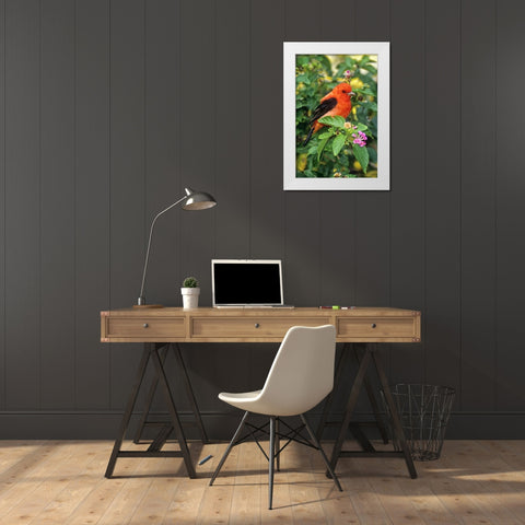 TX, South Padre Isl Scarlet tanager on lantana White Modern Wood Framed Art Print by Welling, Dave