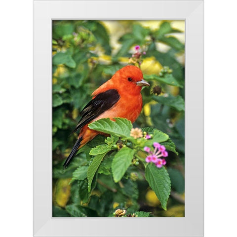TX, South Padre Isl Scarlet tanager on lantana White Modern Wood Framed Art Print by Welling, Dave