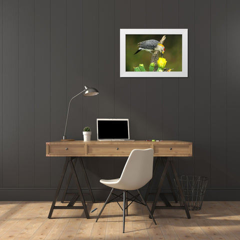 TX, McAllen Male gold-fronted woodpecker eats White Modern Wood Framed Art Print by Welling, Dave