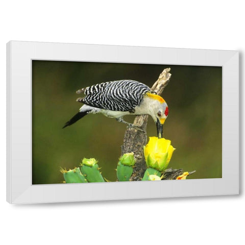 TX, McAllen Male gold-fronted woodpecker eats White Modern Wood Framed Art Print by Welling, Dave