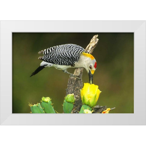 TX, McAllen Male gold-fronted woodpecker eats White Modern Wood Framed Art Print by Welling, Dave