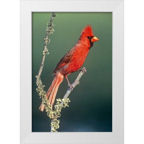 TX, McAllen Cardinal on lichen-covered branch White Modern Wood Framed Art Print by Welling, Dave