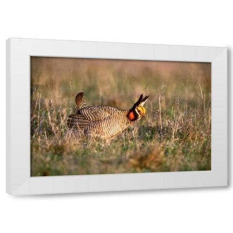 TX, Canadian Lesser prairie chicken male at lek White Modern Wood Framed Art Print by Welling, Dave