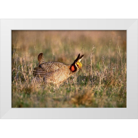 TX, Canadian Lesser prairie chicken male at lek White Modern Wood Framed Art Print by Welling, Dave
