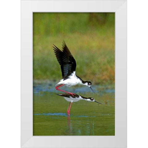 TX, McAllen Wild black-necked stilts mating White Modern Wood Framed Art Print by Welling, Dave