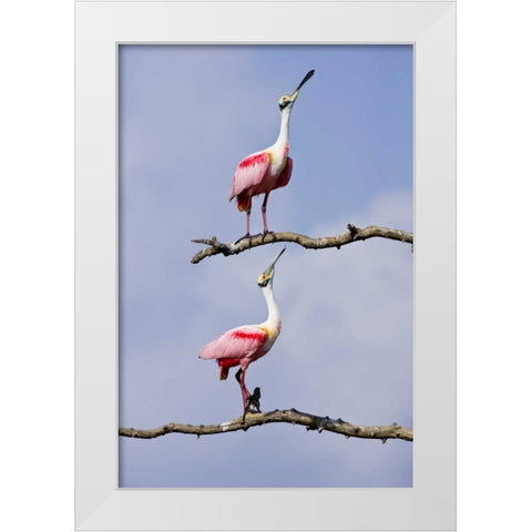 TX, High Island, Roseate spoonbill pair White Modern Wood Framed Art Print by Lord, Fred