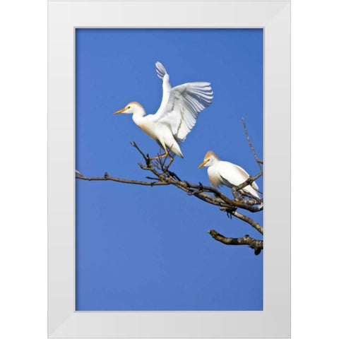 TX, High Island, Cattle egret pair in rookery White Modern Wood Framed Art Print by Lord, Fred