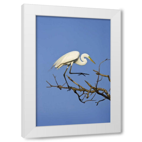 TX, High Island Great egret in breeding plumage White Modern Wood Framed Art Print by Lord, Fred