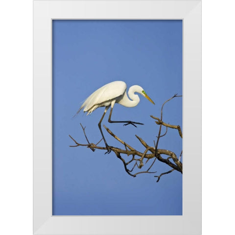 TX, High Island Great egret in breeding plumage White Modern Wood Framed Art Print by Lord, Fred