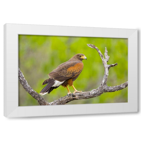 TX, Mission Harris hawk on branch White Modern Wood Framed Art Print by Lord, Fred
