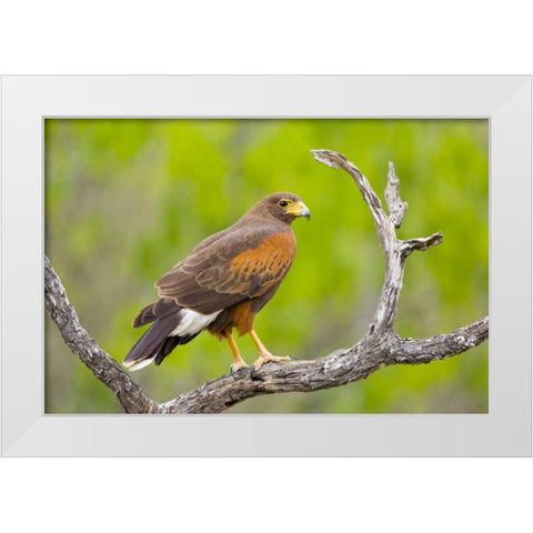 TX, Mission Harris hawk on branch White Modern Wood Framed Art Print by Lord, Fred