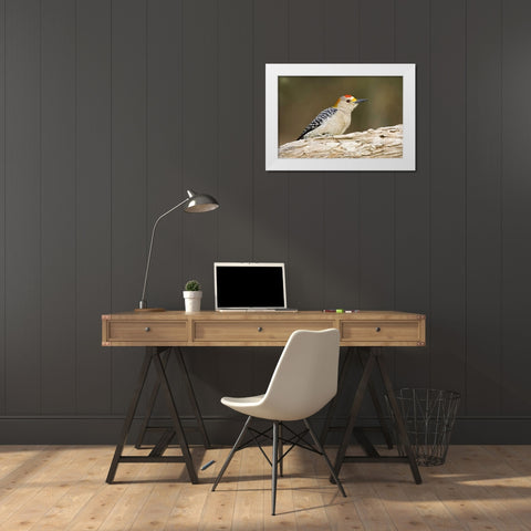 TX, Mission, Golden-fronted woodpecker on log White Modern Wood Framed Art Print by Lord, Fred
