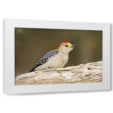 TX, Mission, Golden-fronted woodpecker on log White Modern Wood Framed Art Print by Lord, Fred