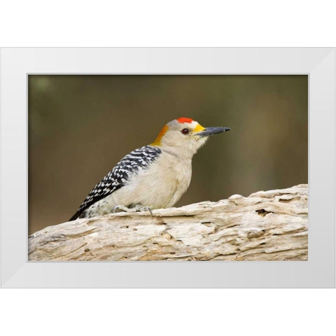 TX, Mission, Golden-fronted woodpecker on log White Modern Wood Framed Art Print by Lord, Fred