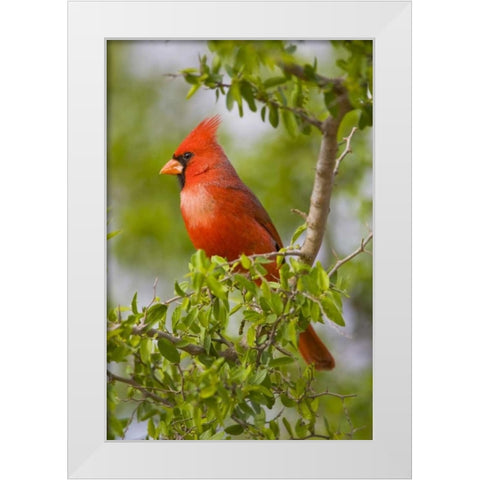 Texas, Mission, Northern cardinal perched in tree White Modern Wood Framed Art Print by Lord, Fred