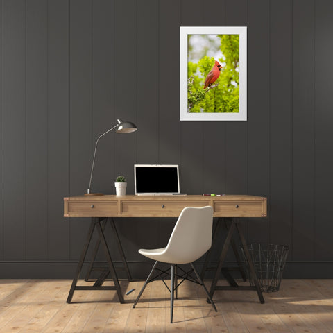 TX, Mission Northern cardinal perched in tree White Modern Wood Framed Art Print by Lord, Fred