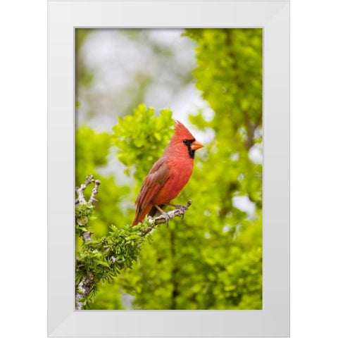 TX, Mission Northern cardinal perched in tree White Modern Wood Framed Art Print by Lord, Fred