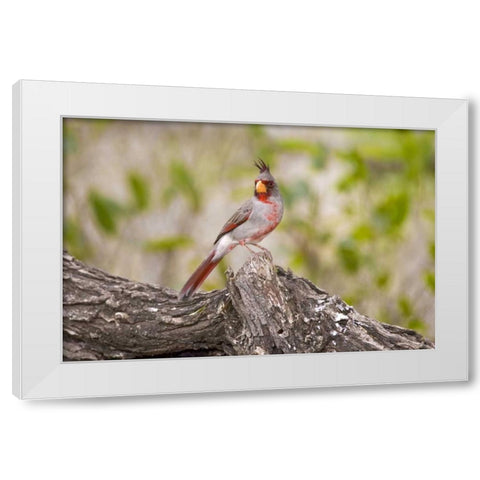 TX, Mission, Male pyrrhuloxia bird on log White Modern Wood Framed Art Print by Lord, Fred