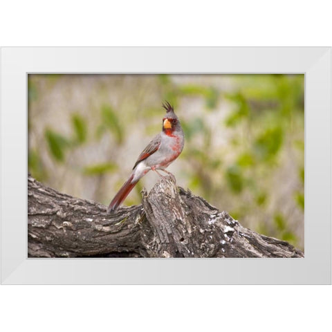 TX, Mission, Male pyrrhuloxia bird on log White Modern Wood Framed Art Print by Lord, Fred