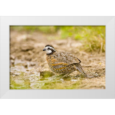 TX, Mission, Male northern bobwhite White Modern Wood Framed Art Print by Lord, Fred