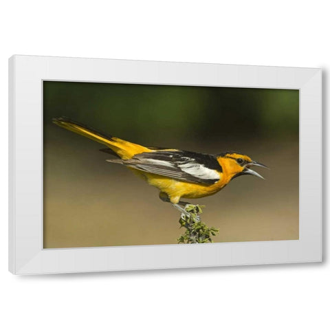 TX Bullocks oriole male in breeding plumage White Modern Wood Framed Art Print by Welling, Dave