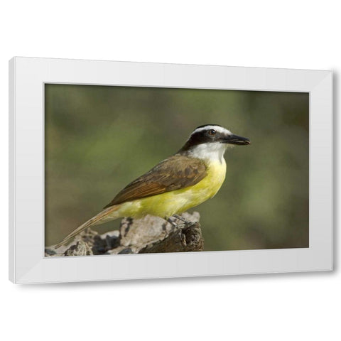 TX, Great kiskadee holding insect in its beak White Modern Wood Framed Art Print by Welling, Dave