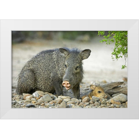 TX, Rio Grande Valley Javelinas amid rocks White Modern Wood Framed Art Print by Welling, Dave