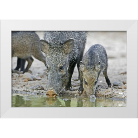 TX, Javelina adult and juvenile drinking at water White Modern Wood Framed Art Print by Welling, Dave