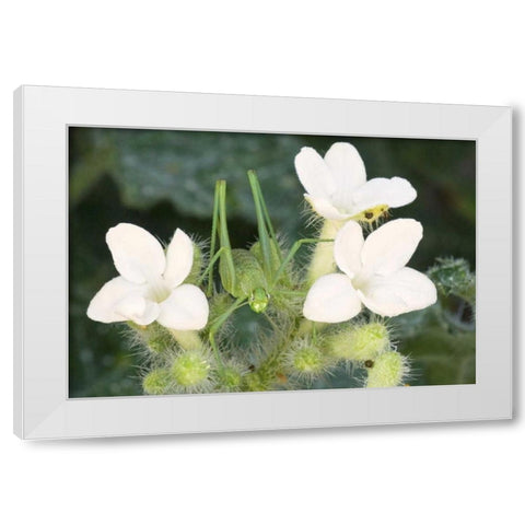 TX, Katydid nymph on flowering Texas bull nettle White Modern Wood Framed Art Print by Welling, Dave