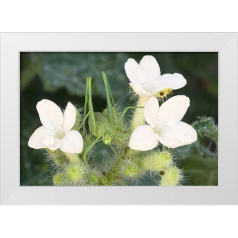 TX, Katydid nymph on flowering Texas bull nettle White Modern Wood Framed Art Print by Welling, Dave