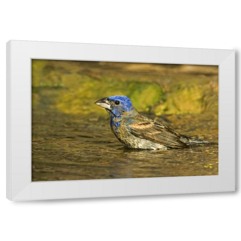 Texas, Rio Grande Valley Blue grosbeak bathing White Modern Wood Framed Art Print by Welling, Dave
