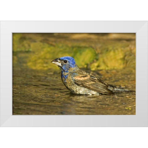 Texas, Rio Grande Valley Blue grosbeak bathing White Modern Wood Framed Art Print by Welling, Dave