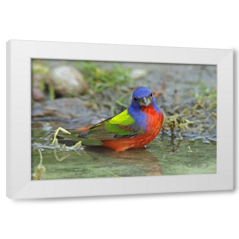 Texas, McMullen Co Painted bunting male bathing White Modern Wood Framed Art Print by Illg, Cathy and Gordon