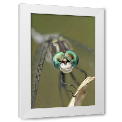 Texas, McMullen County Dragonflys head White Modern Wood Framed Art Print by Illg, Cathy and Gordon