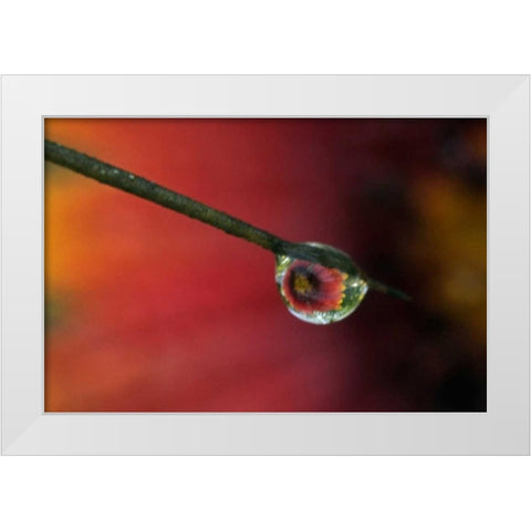 TX, McMullen Co, Flower reflected in water drop White Modern Wood Framed Art Print by Illg, Cathy and Gordon