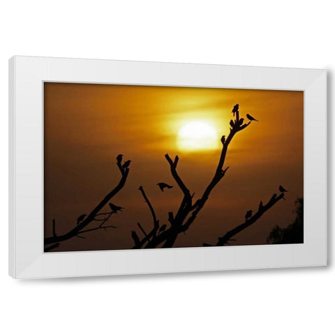 TX, McMullen Co, Brown-headed cowbirds White Modern Wood Framed Art Print by Illg, Cathy and Gordon