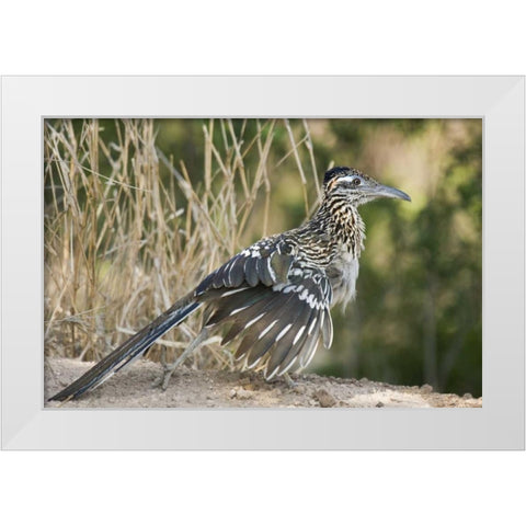 Texas, Starr County Greater roadrunner on ground White Modern Wood Framed Art Print by Welling, Dave